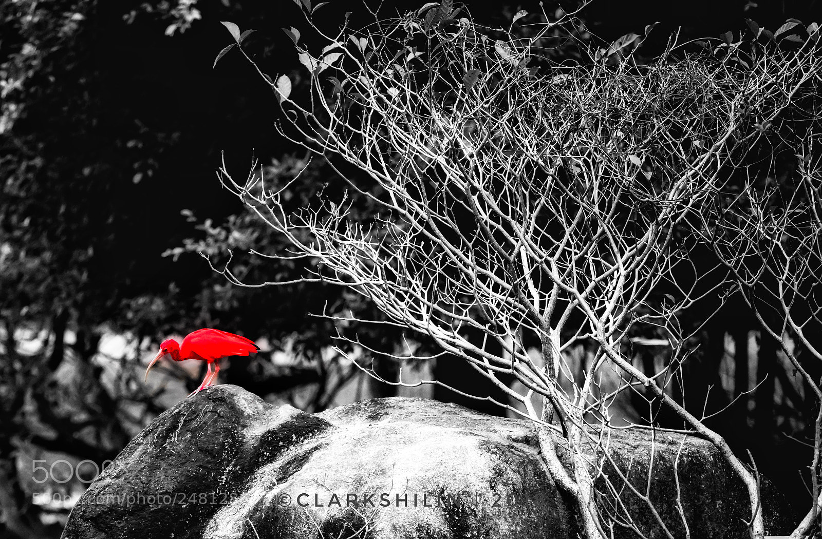Canon EOS 5DS sample photo. Red photography