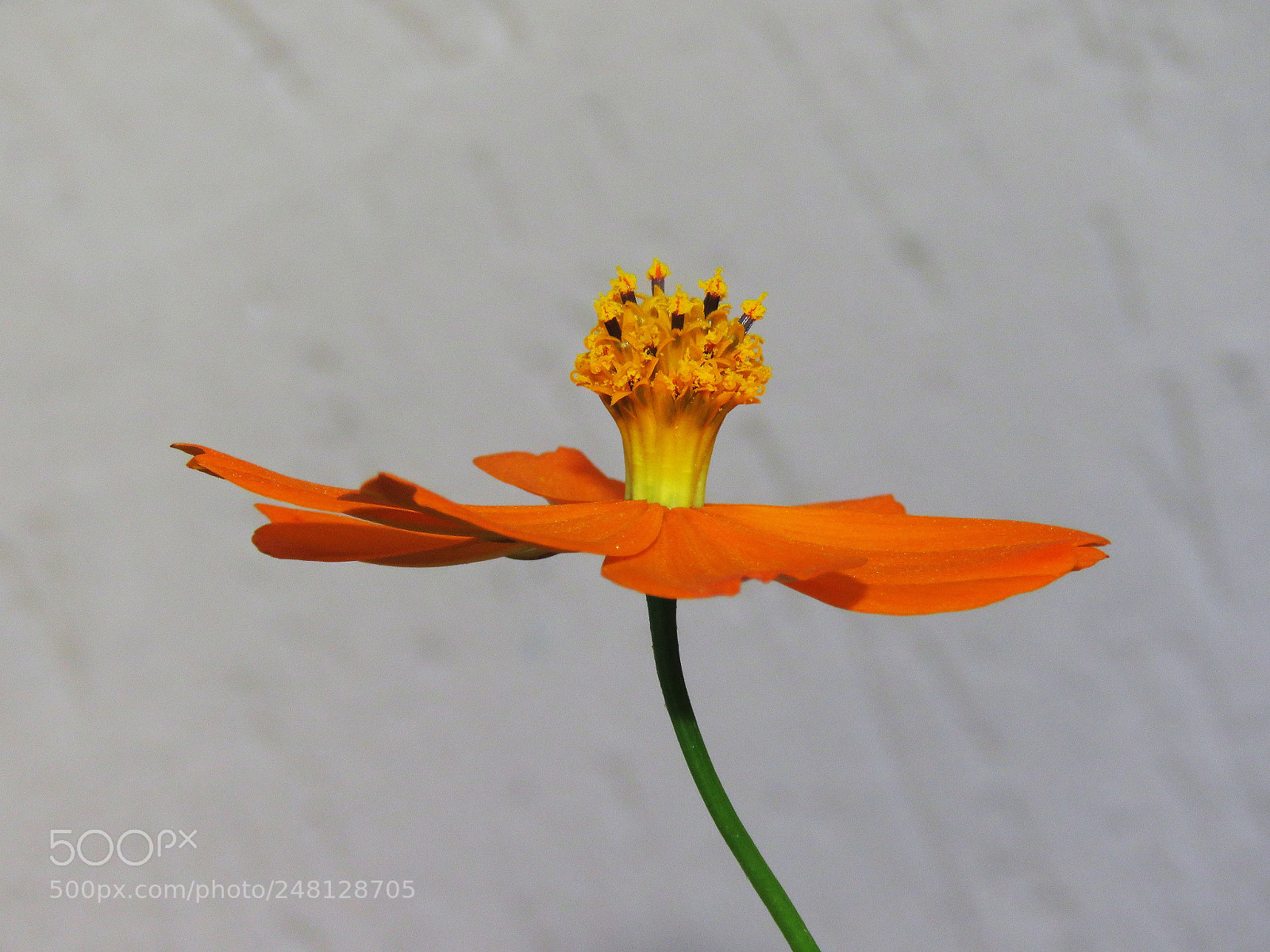 Canon PowerShot SX60 HS sample photo. Ballerina,lotus photography