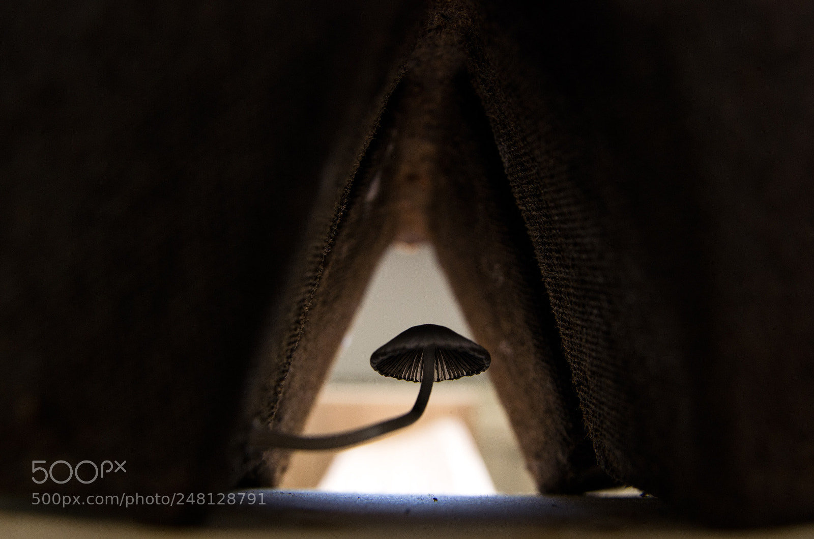 Pentax K-5 sample photo. Hiding shroom photography