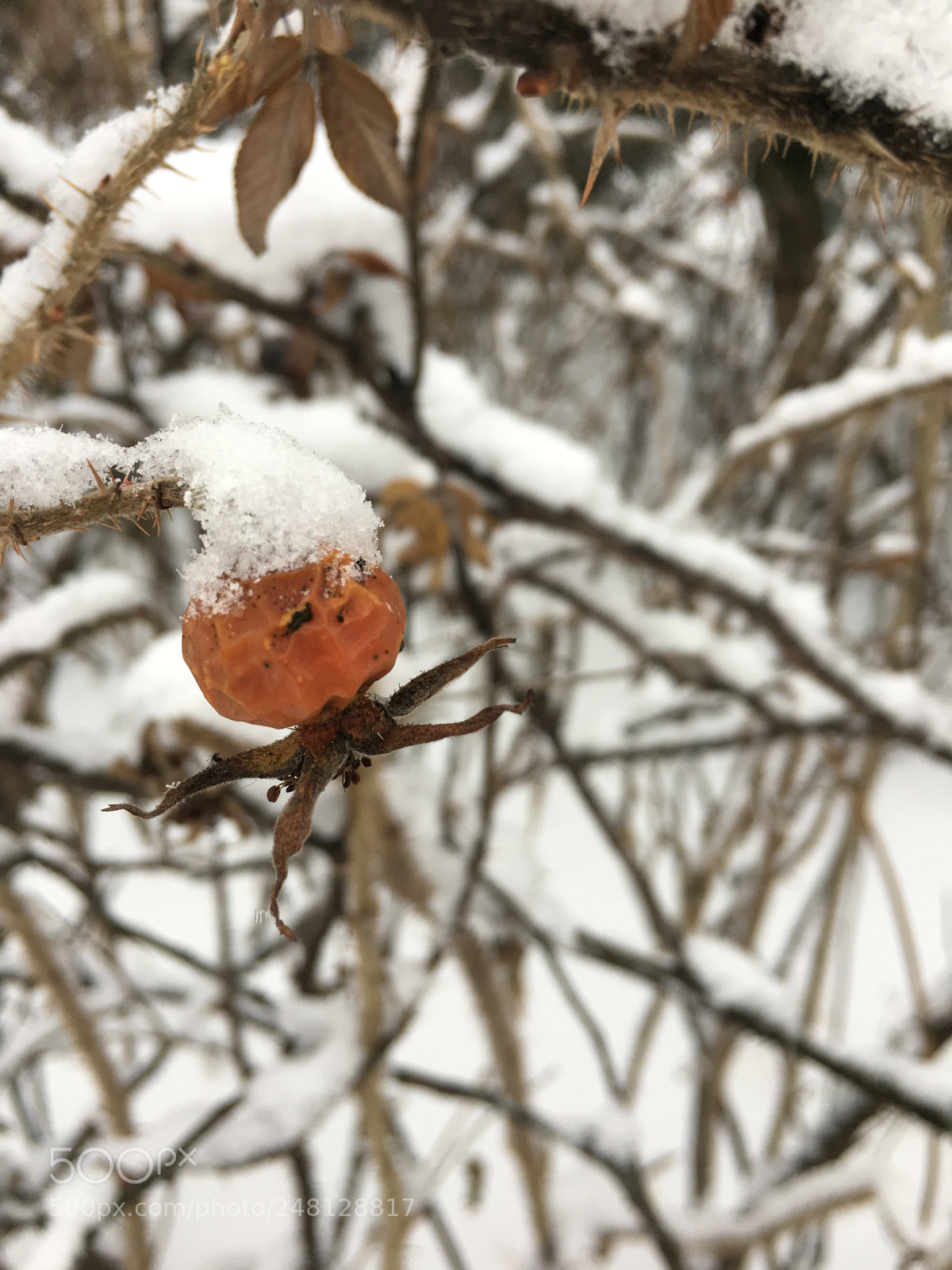 Apple iPhone 6s sample photo. Untitled photography