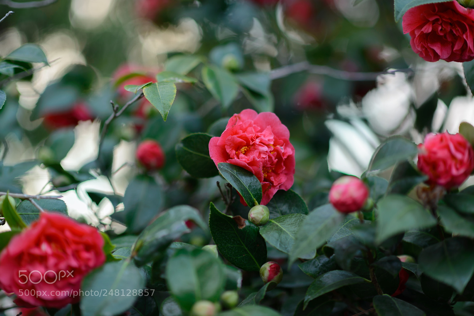 Nikon D610 sample photo. Camellia from san mateo photography