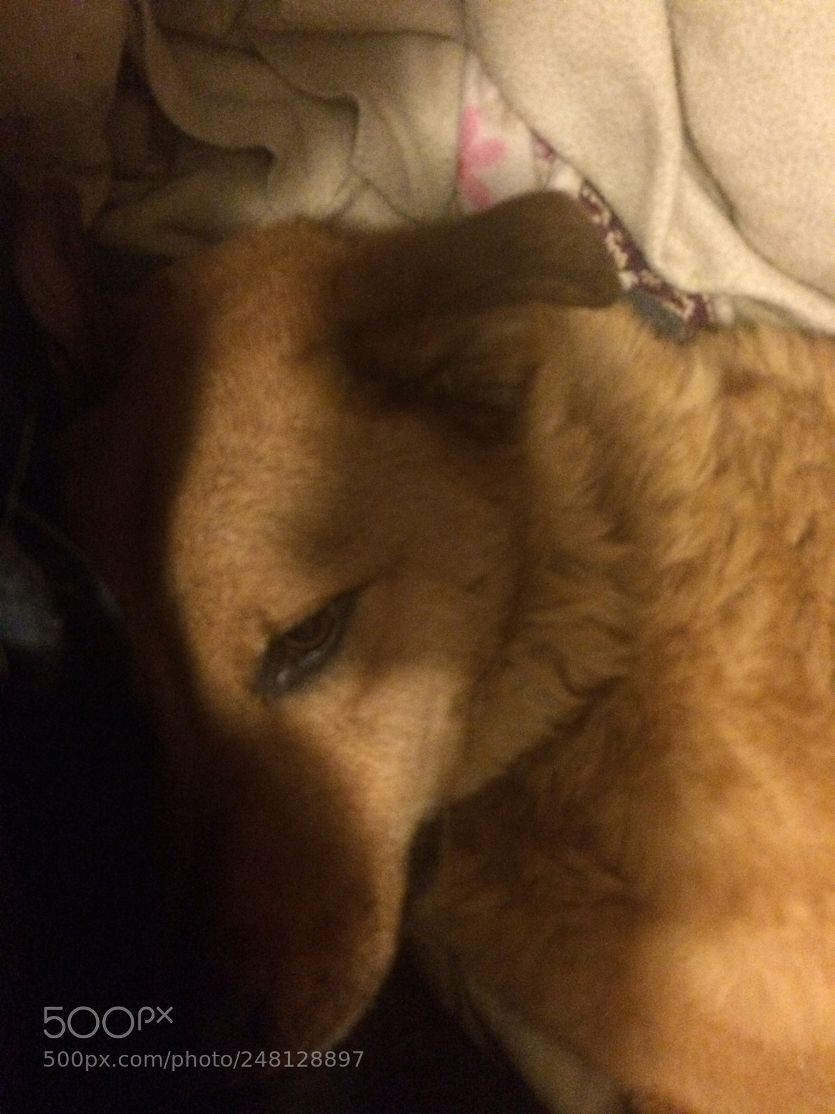 Apple iPhone 5s sample photo. Puppy in thought photography