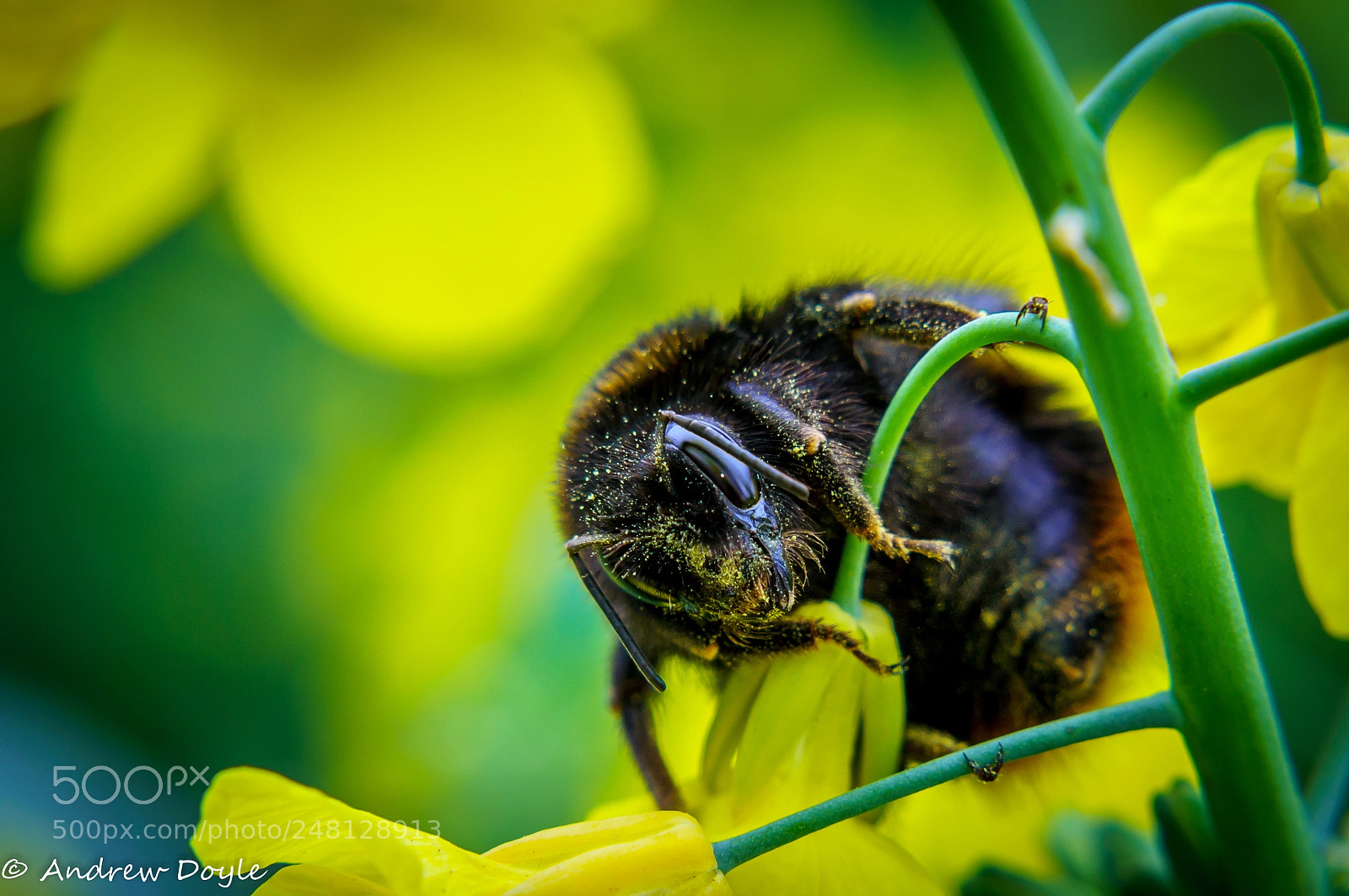 Sony Alpha NEX-3N sample photo. Spring is here photography