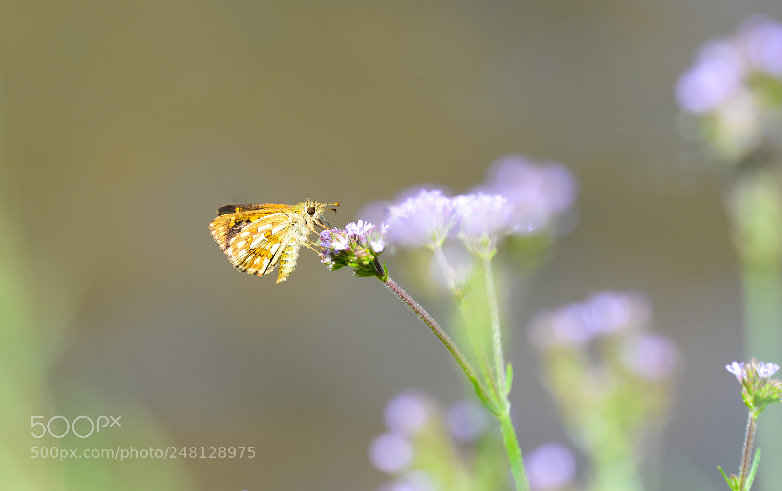 Nikon D610 sample photo. Moth feeding on flower photography
