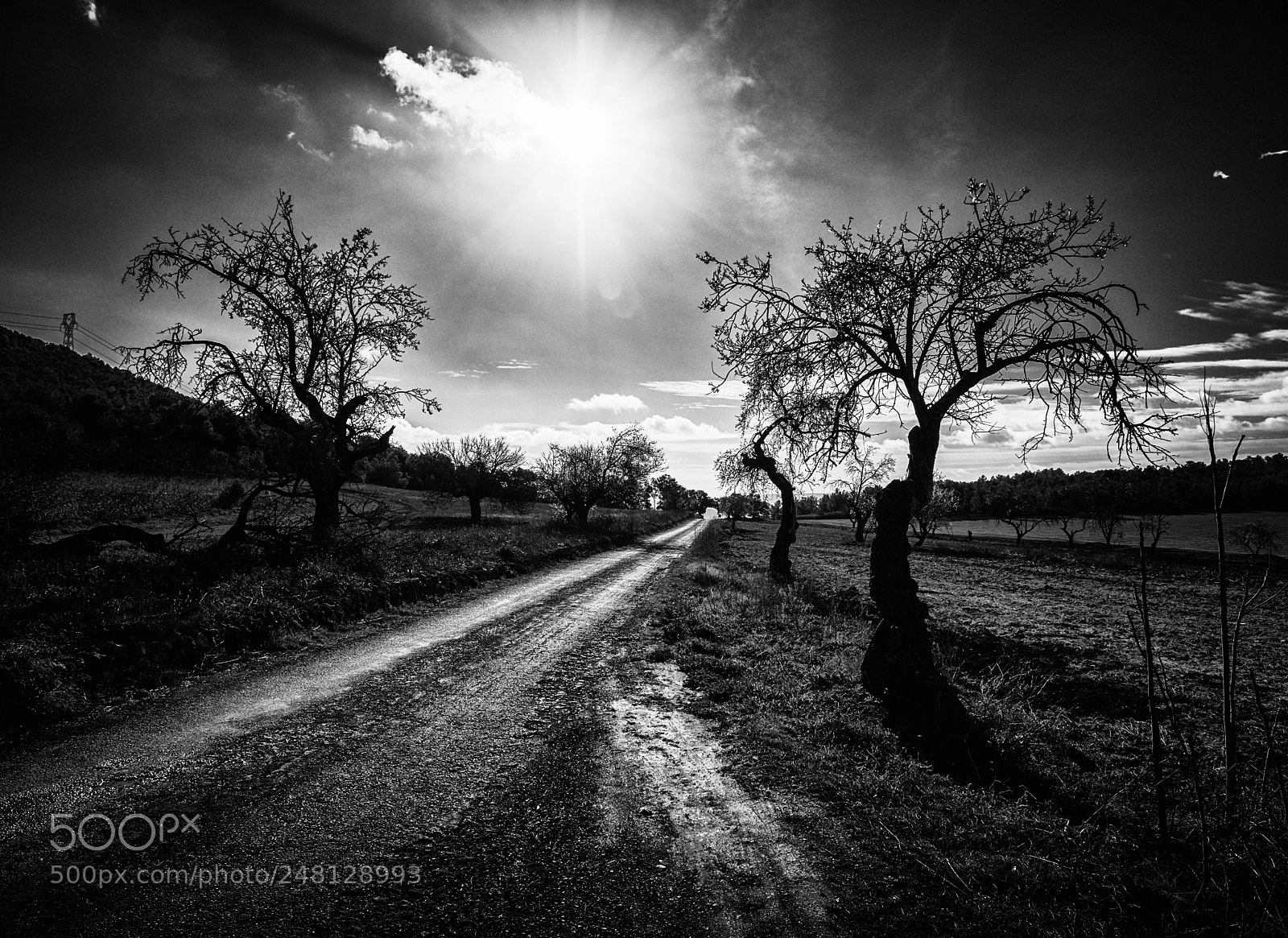 Olympus OM-D E-M1 Mark II sample photo. Path under the sun photography
