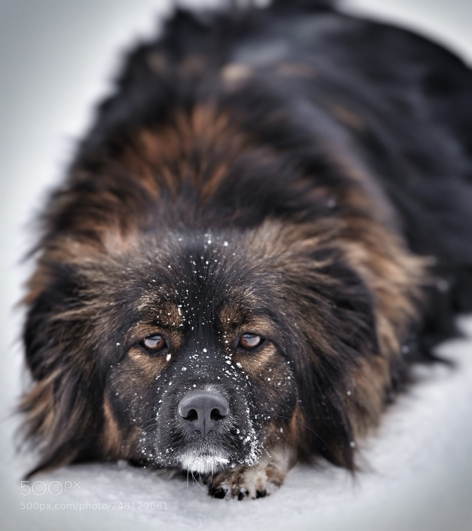 Fujifilm X-T2 sample photo. Fun in the snow photography