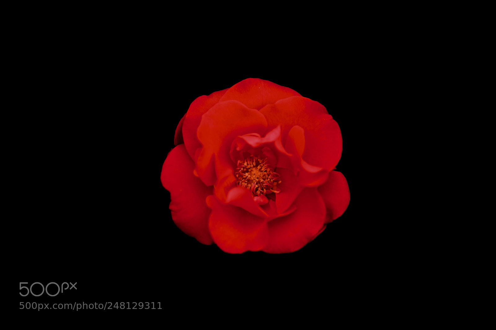Nikon D850 sample photo. Orange rose photography