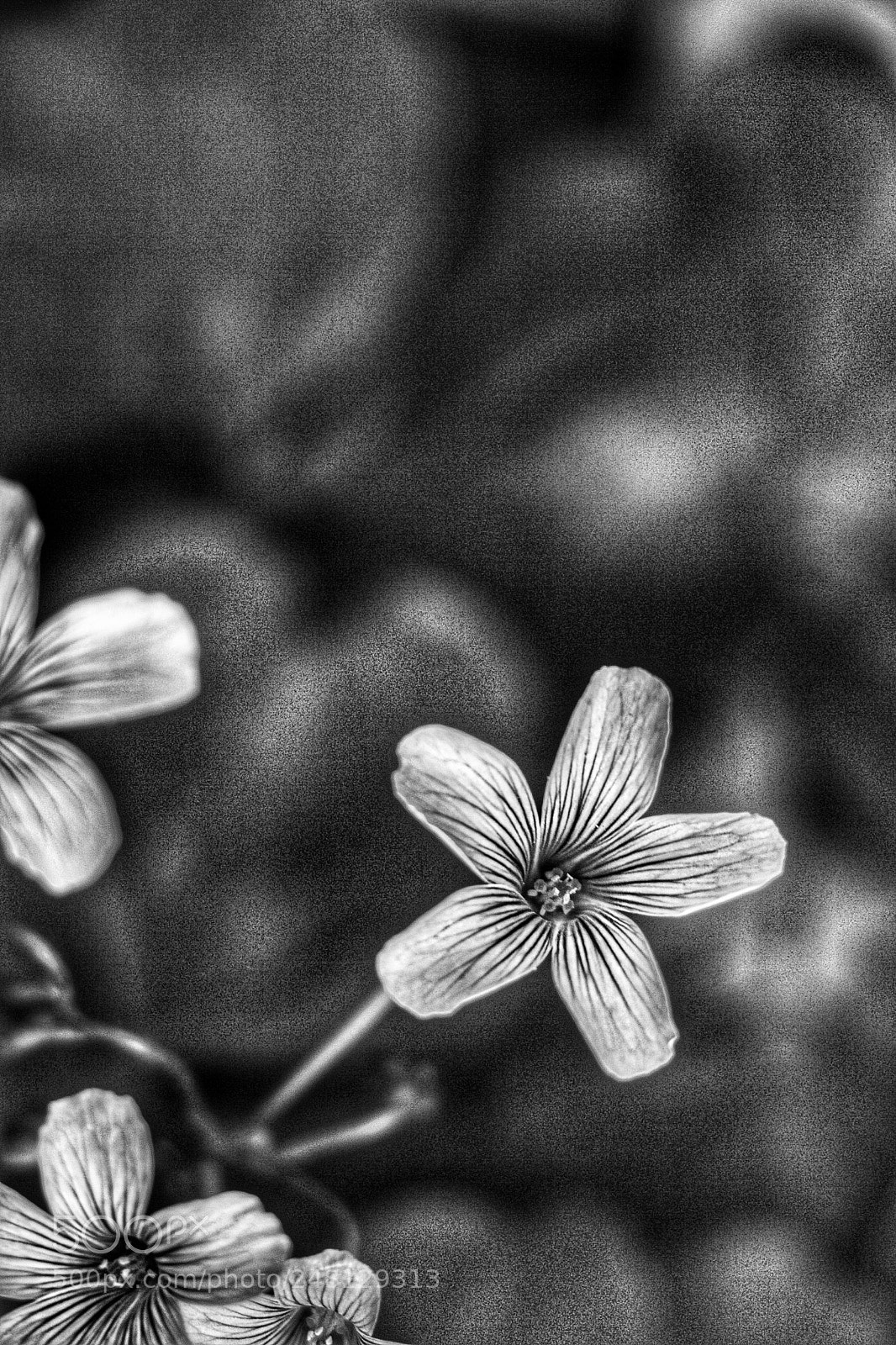 Canon EOS 700D (EOS Rebel T5i / EOS Kiss X7i) sample photo. Nature in shades of photography