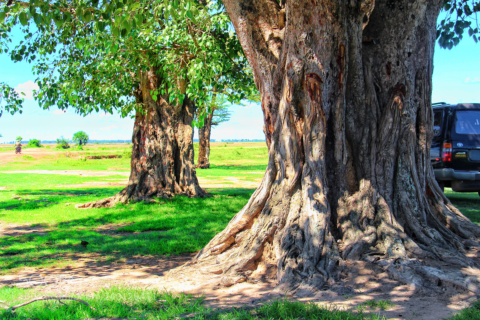Canon EOS 650D (EOS Rebel T4i / EOS Kiss X6i) sample photo. Old tree photography