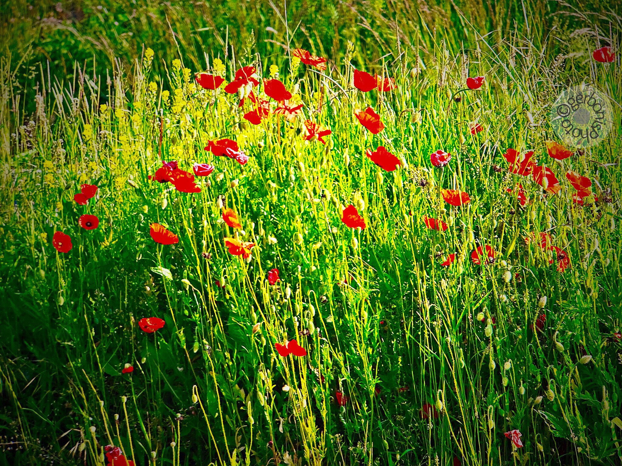 Fujifilm FinePix F900EXR sample photo. A field of red poppies photography