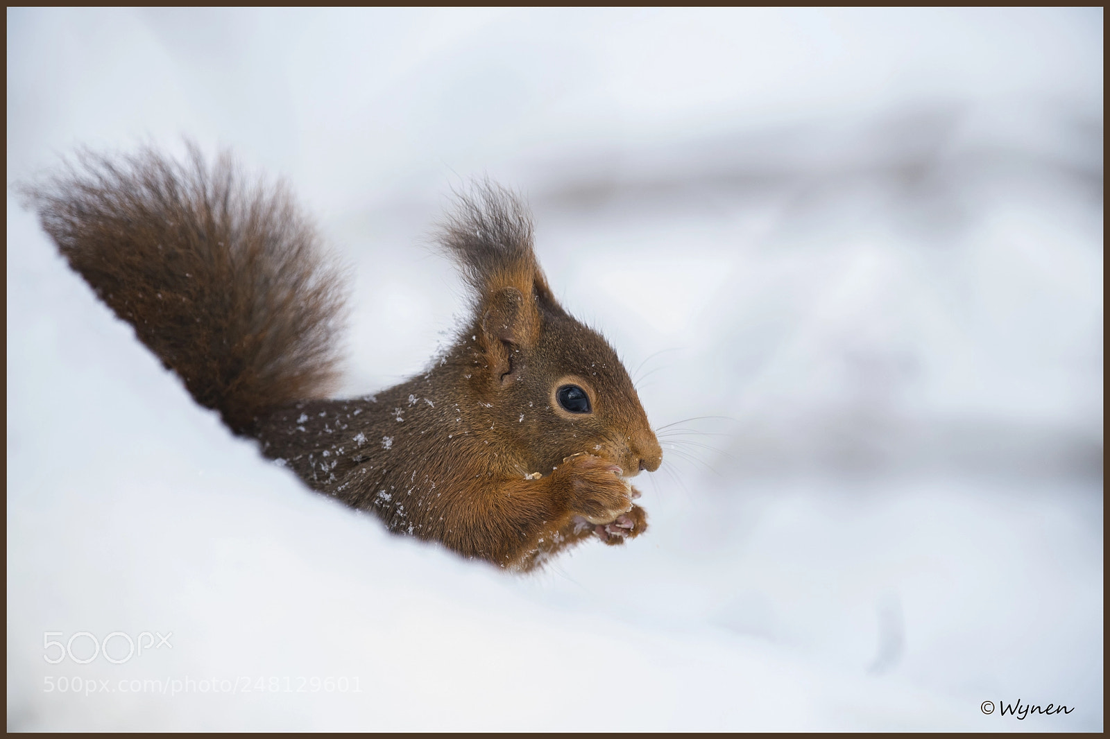Nikon D850 sample photo. Red squirrel photography