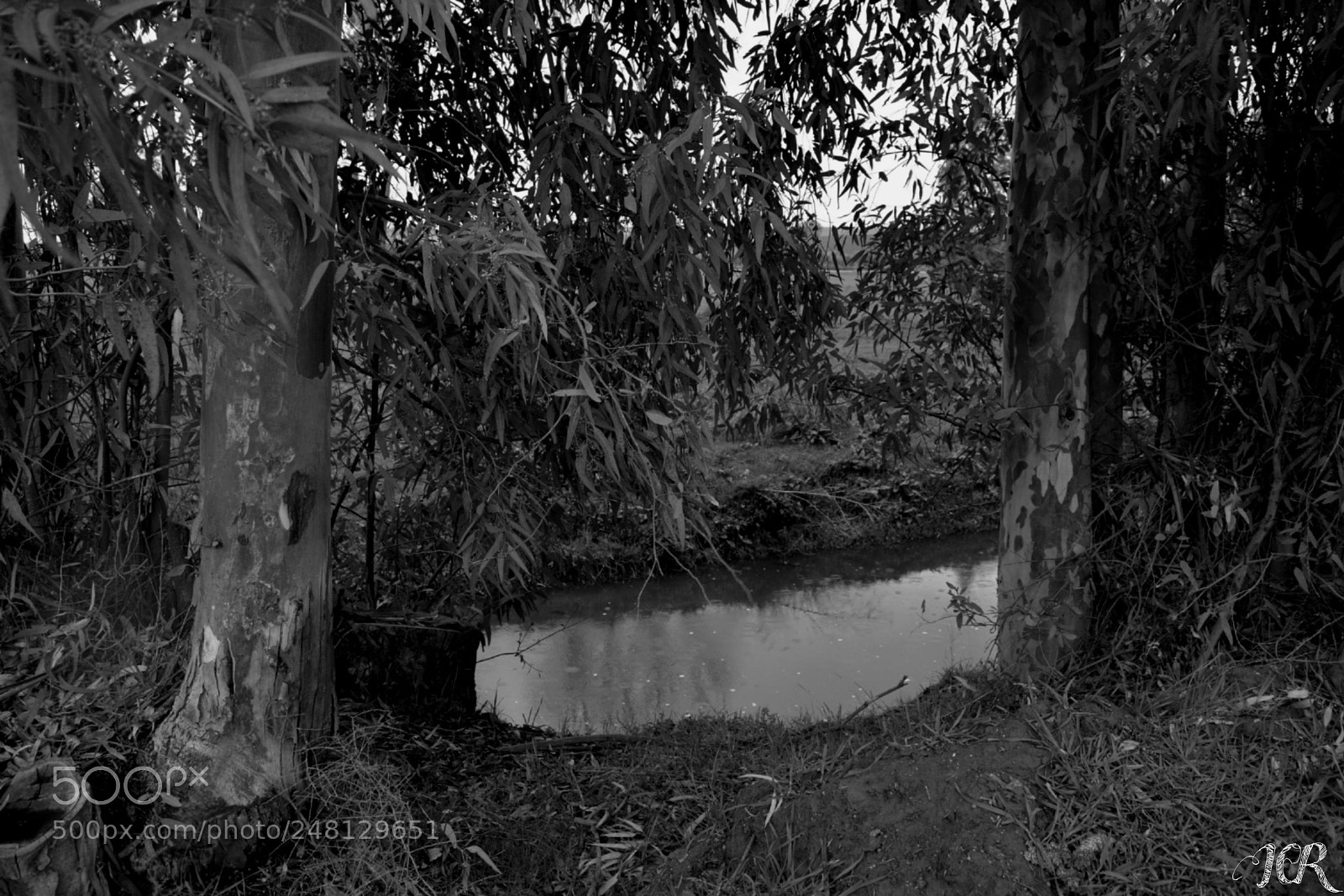 Nikon D5200 sample photo. Entre árboles... photography