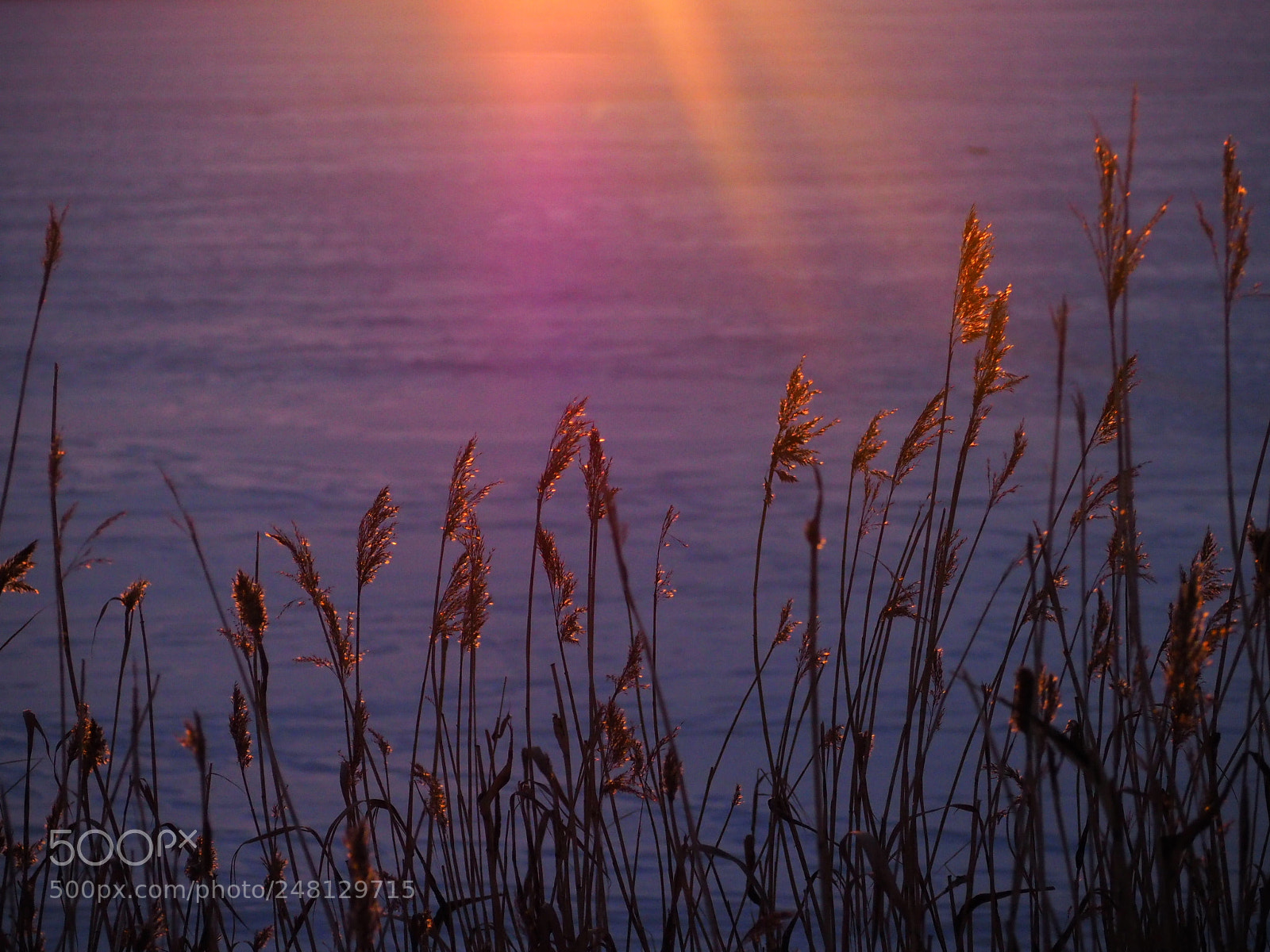 Olympus OM-D E-M10 II sample photo. Flair photography