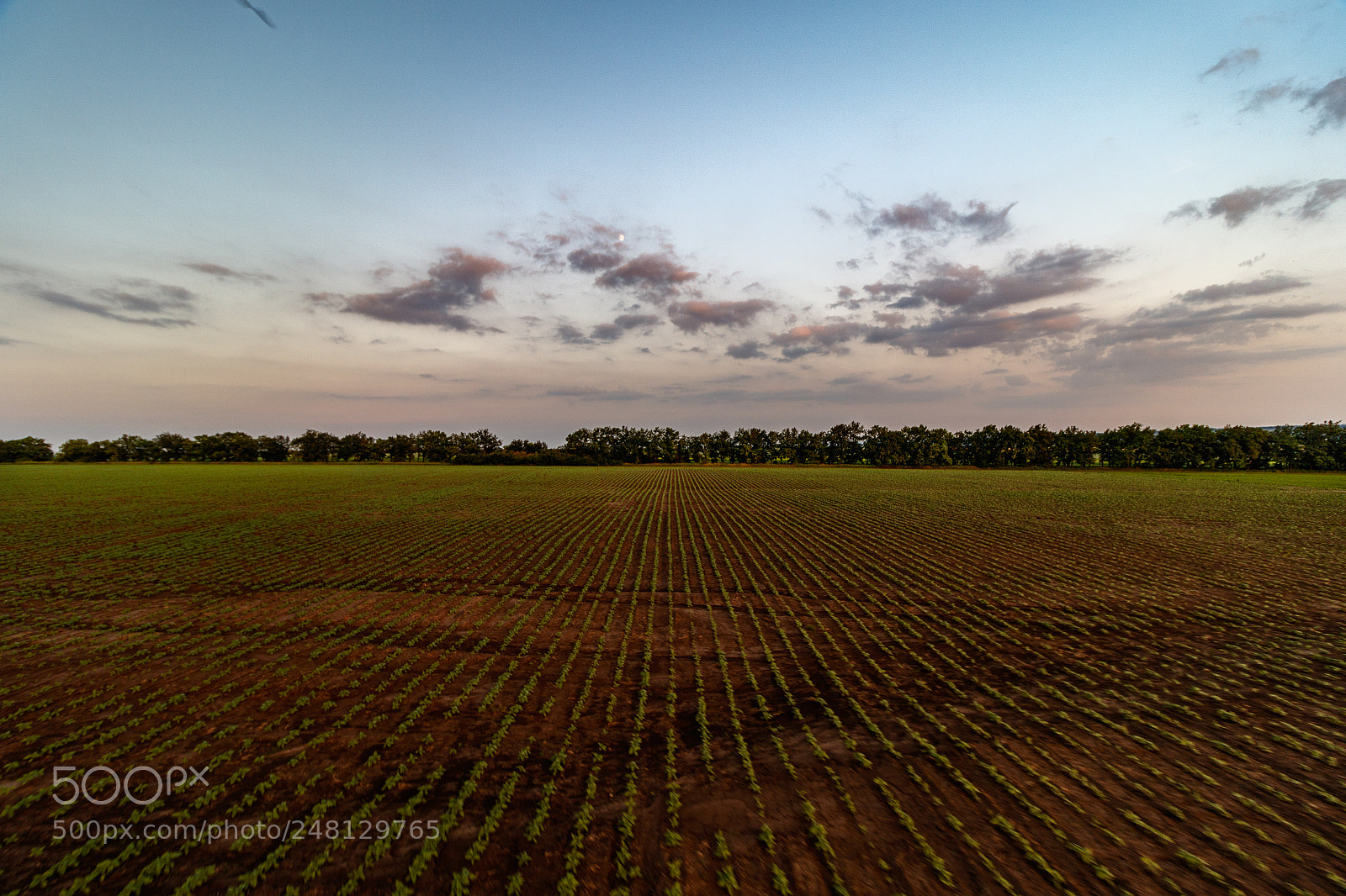 Canon EOS 7D Mark II sample photo. Striped world photography
