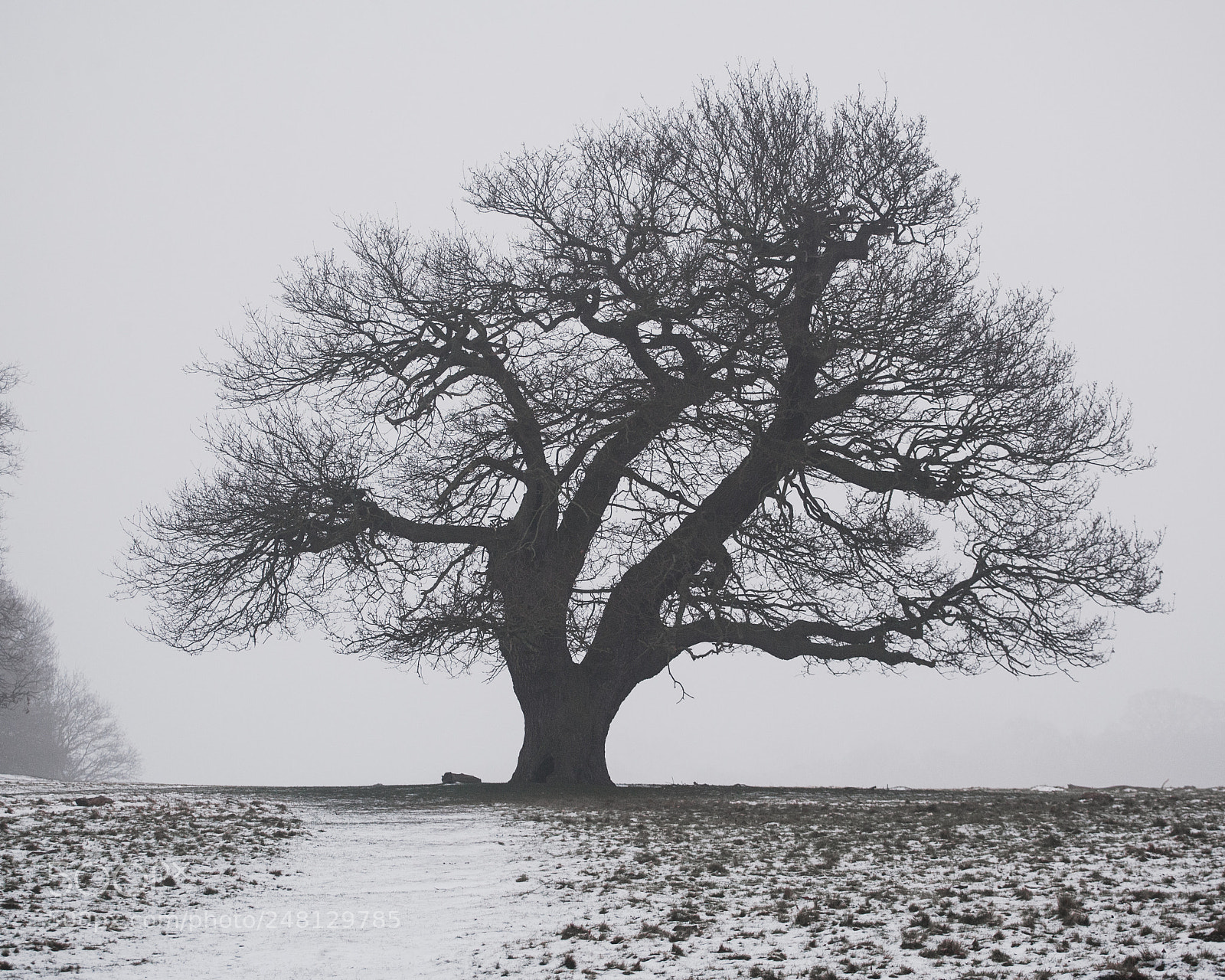 Canon EOS-1Ds Mark II sample photo. Winter tree photography