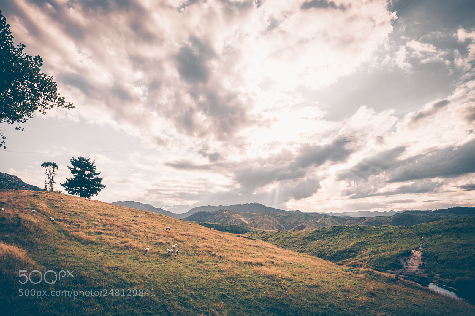 Fujifilm X-T2 sample photo. Hawkes bay farm sunset photography
