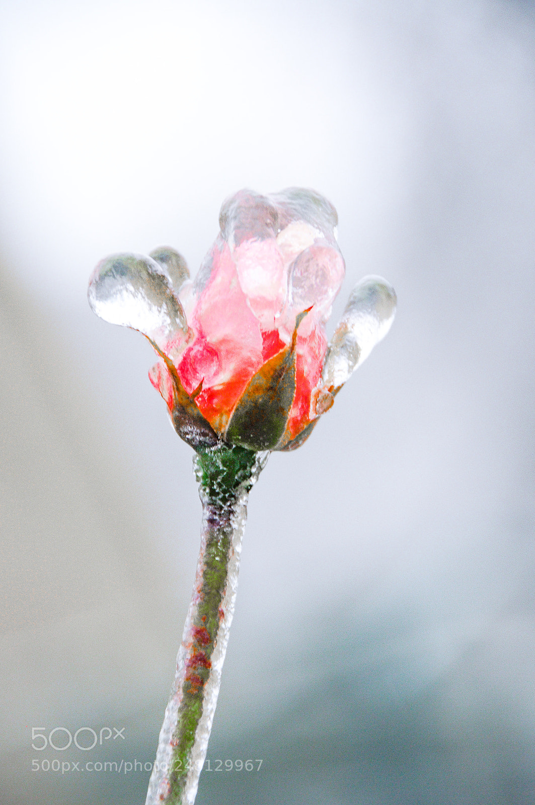 Nikon D300S sample photo. Ice rose photography