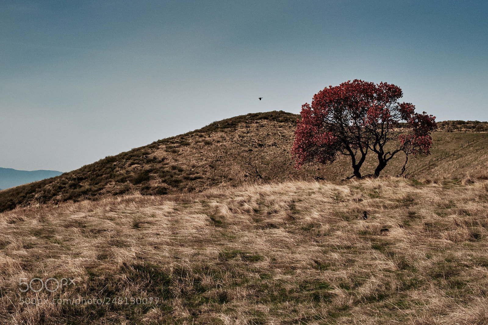 Fujifilm X-T2 sample photo. Another lonely tree. red photography