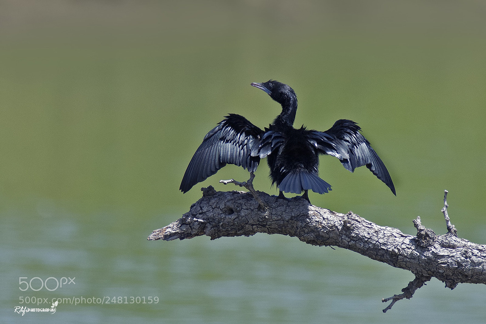Nikon D7200 sample photo. Cormorant photography