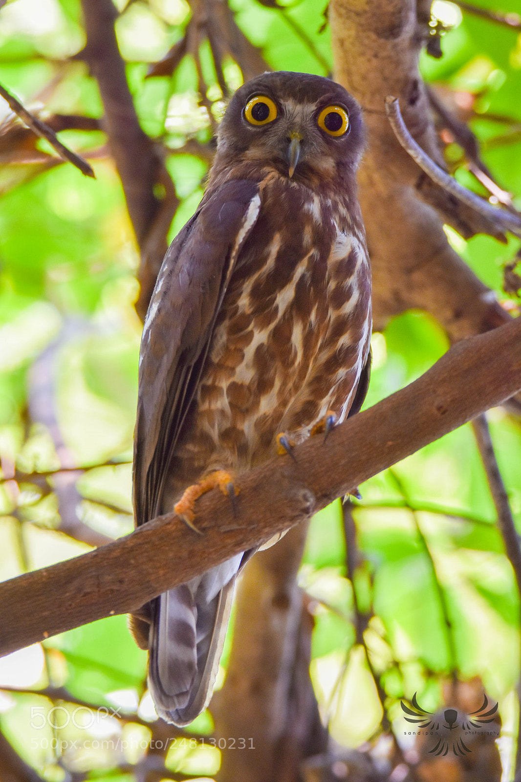 Nikon D7200 sample photo. Brown hawk owl photography
