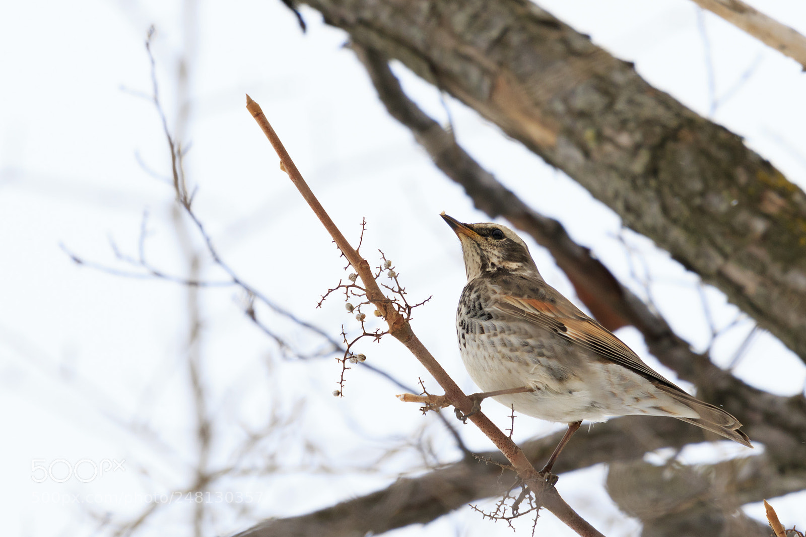 Canon EOS 7D Mark II sample photo. Dusky thrush photography