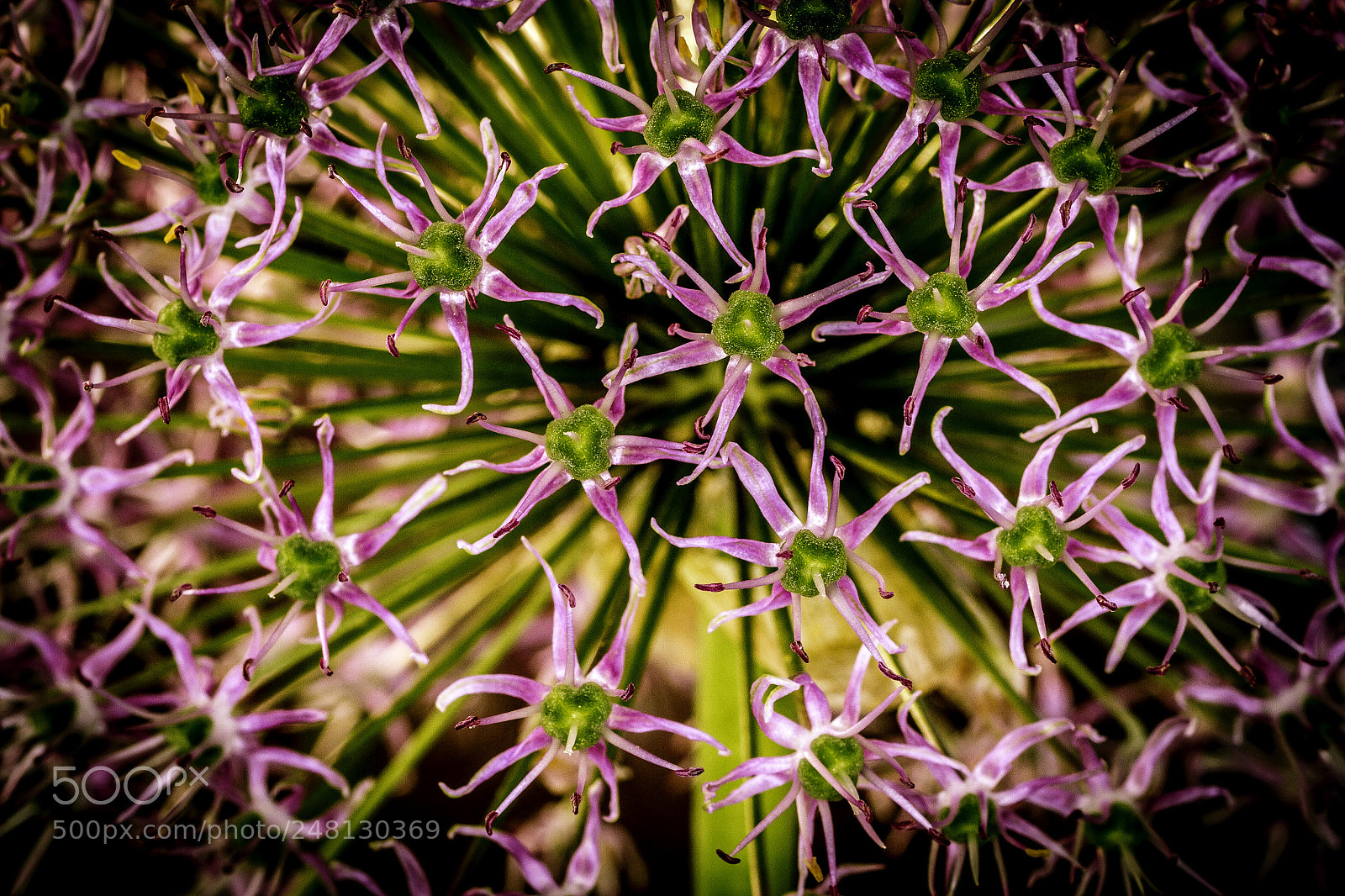 Canon EOS 7D sample photo. Starflower photography
