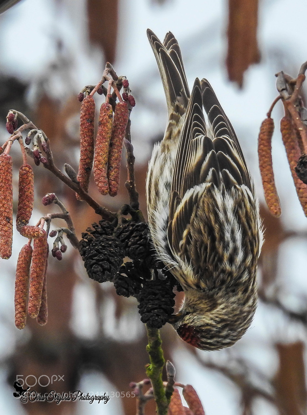 Nikon Coolpix P900 sample photo. Redpoll photography