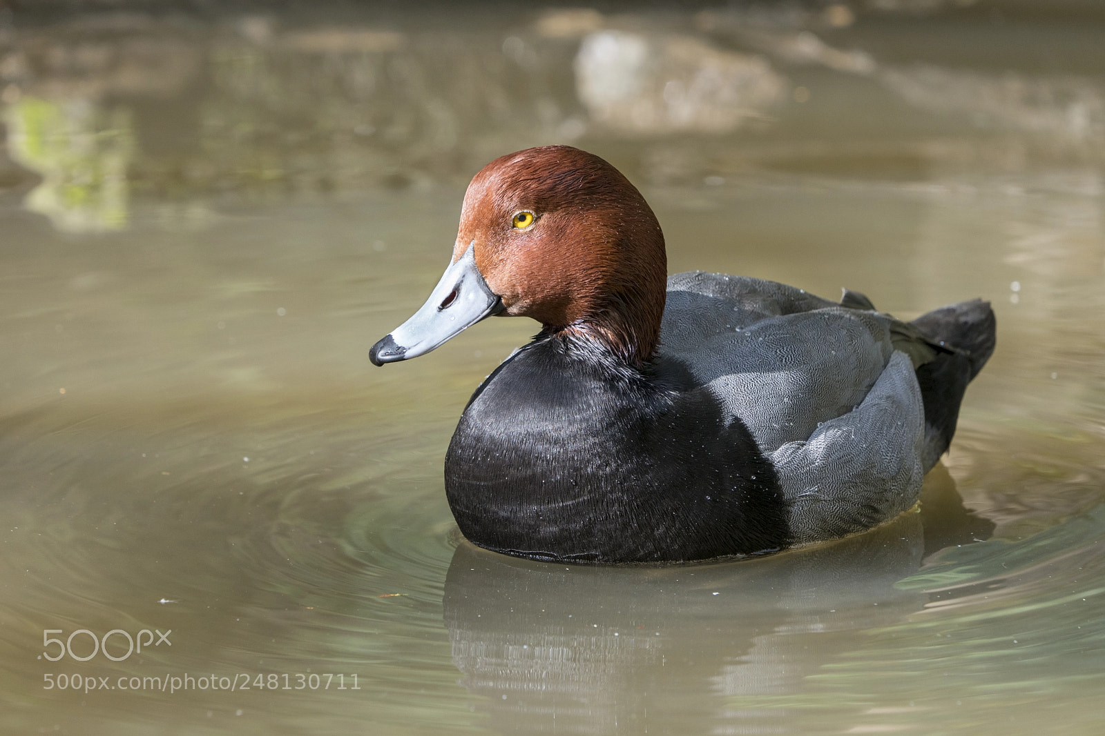 Sony a7R III sample photo. Redhead duck photography