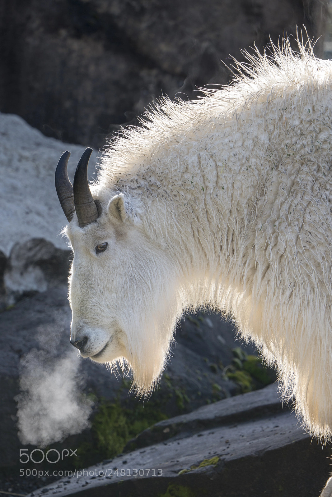 Sony a7R III sample photo. Rocky mountain goat photography
