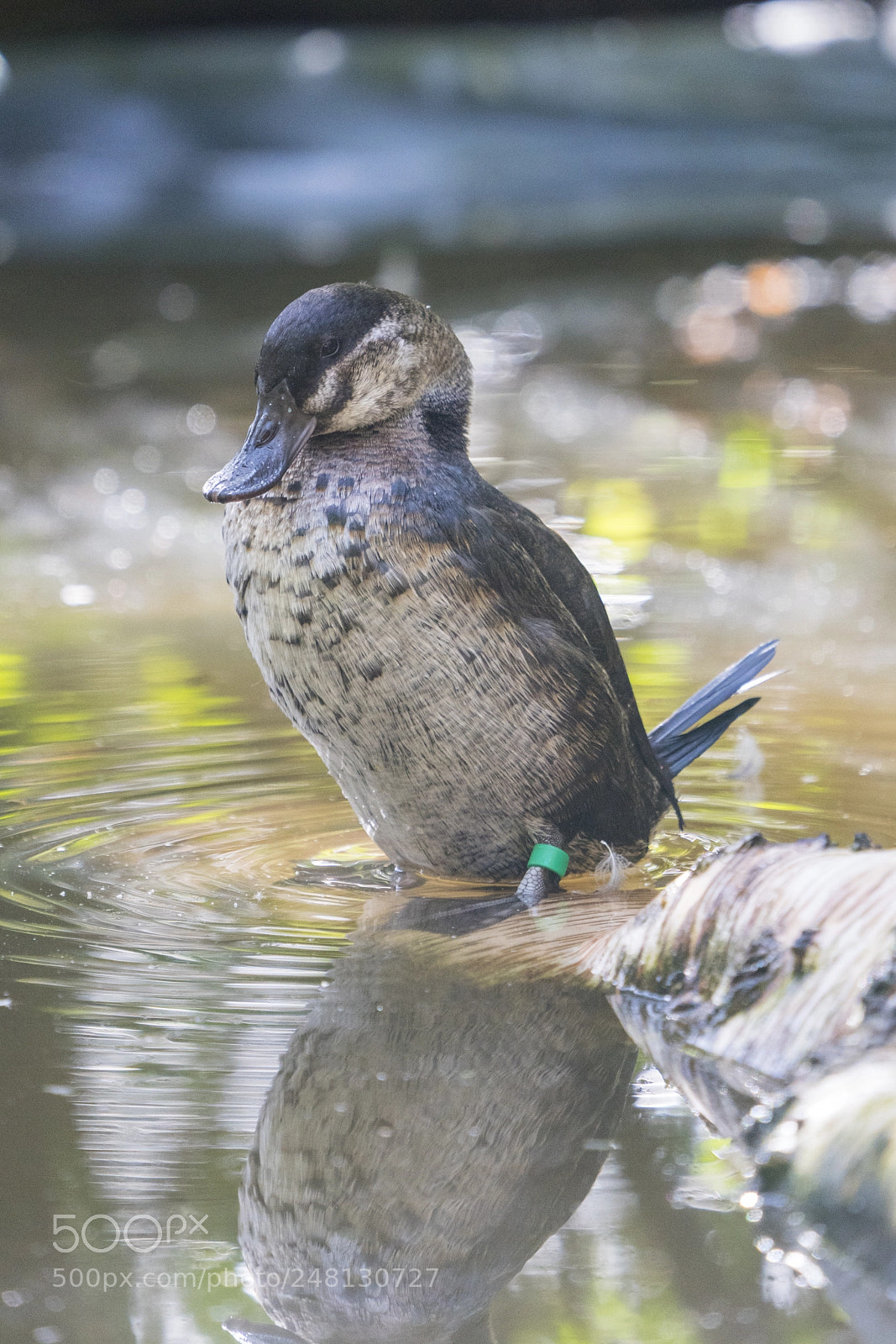 Sony a7R III sample photo. Unknown waterfowl photography