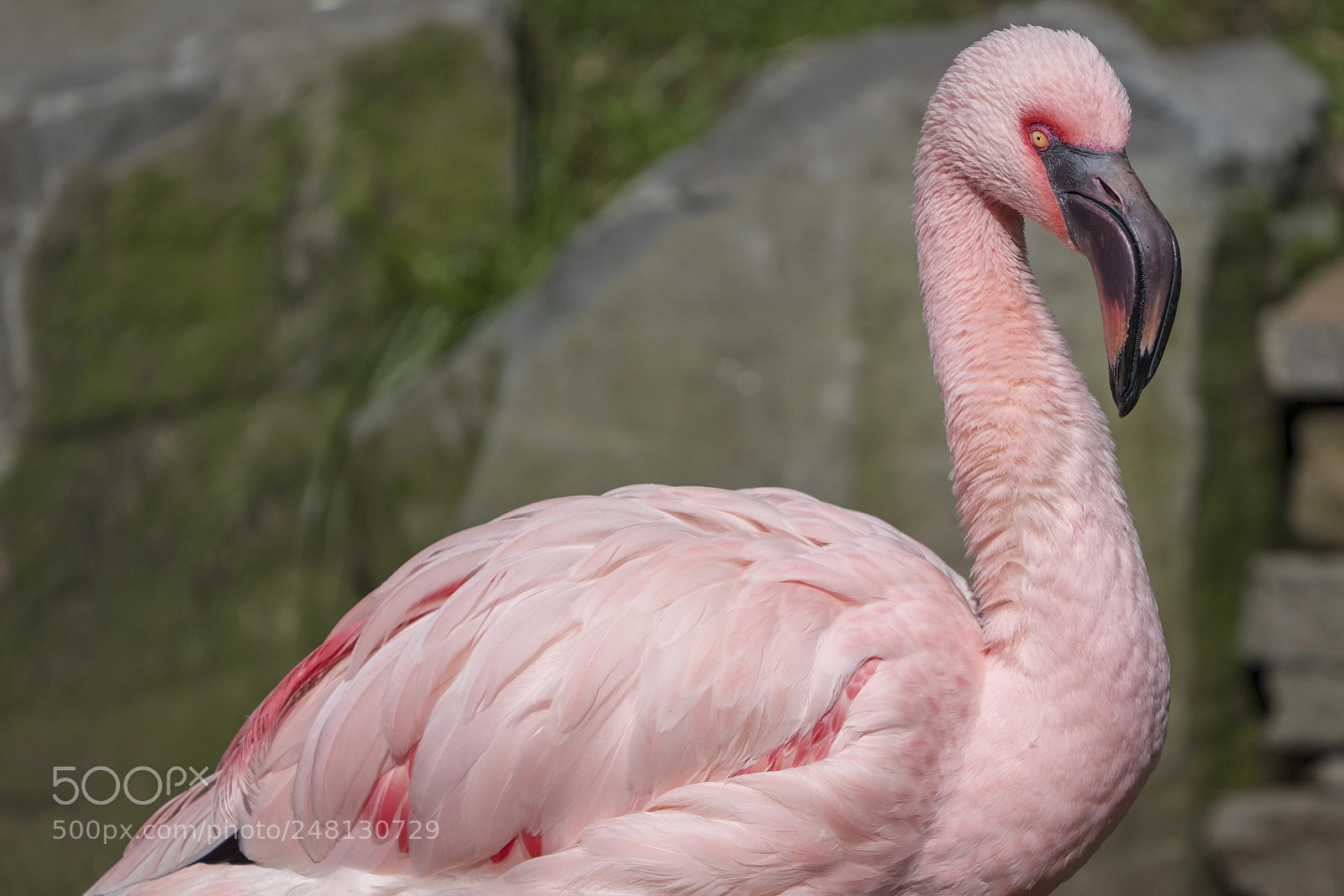 Sony a7R III sample photo. Lesser flamingo photography