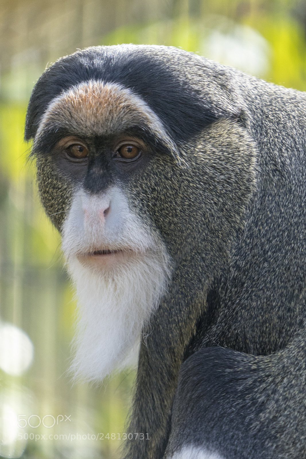 Sony a7R III sample photo. De brazza's monkey photography