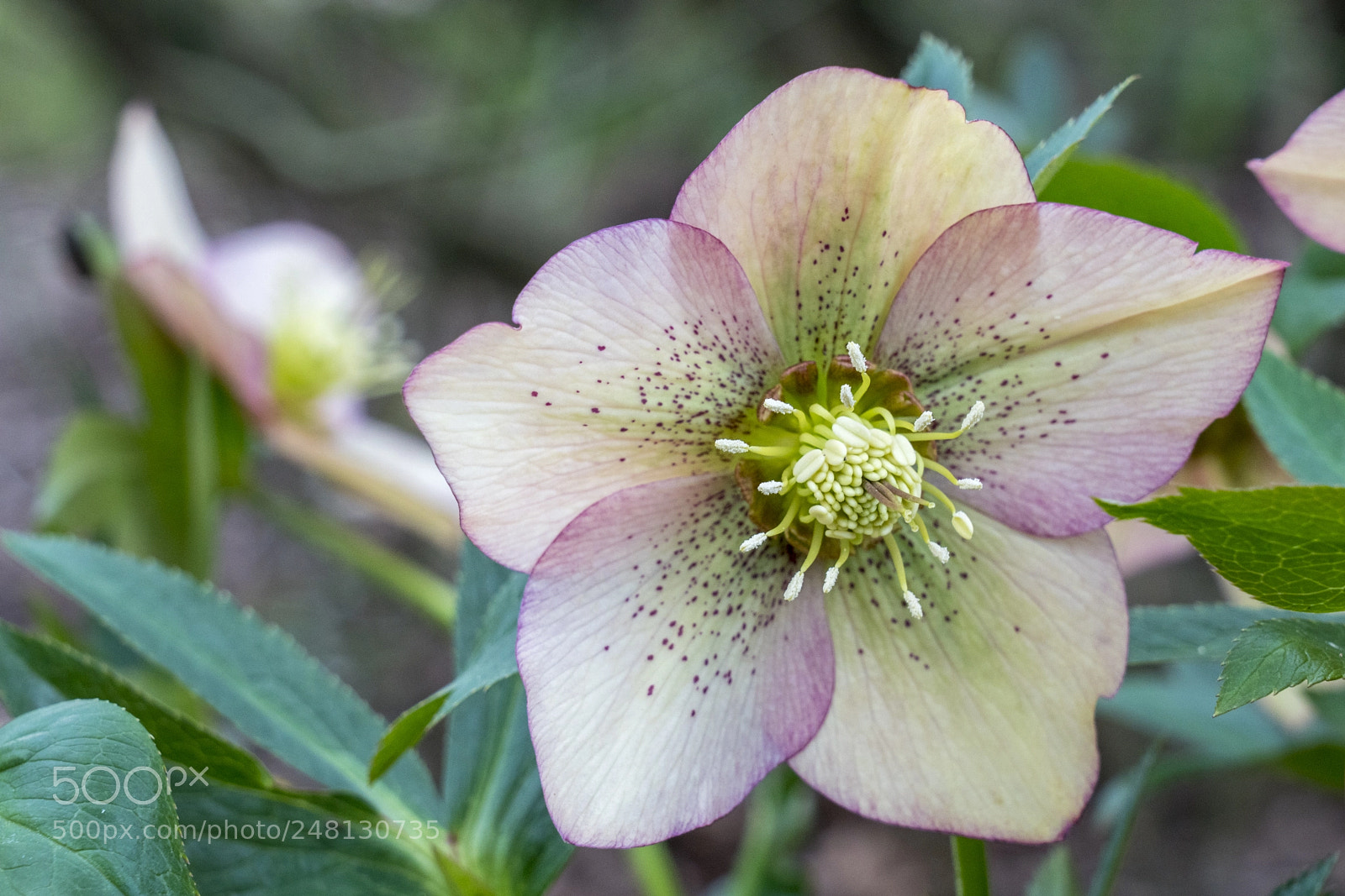 Sony a7R III sample photo. Oregon hellebore photography