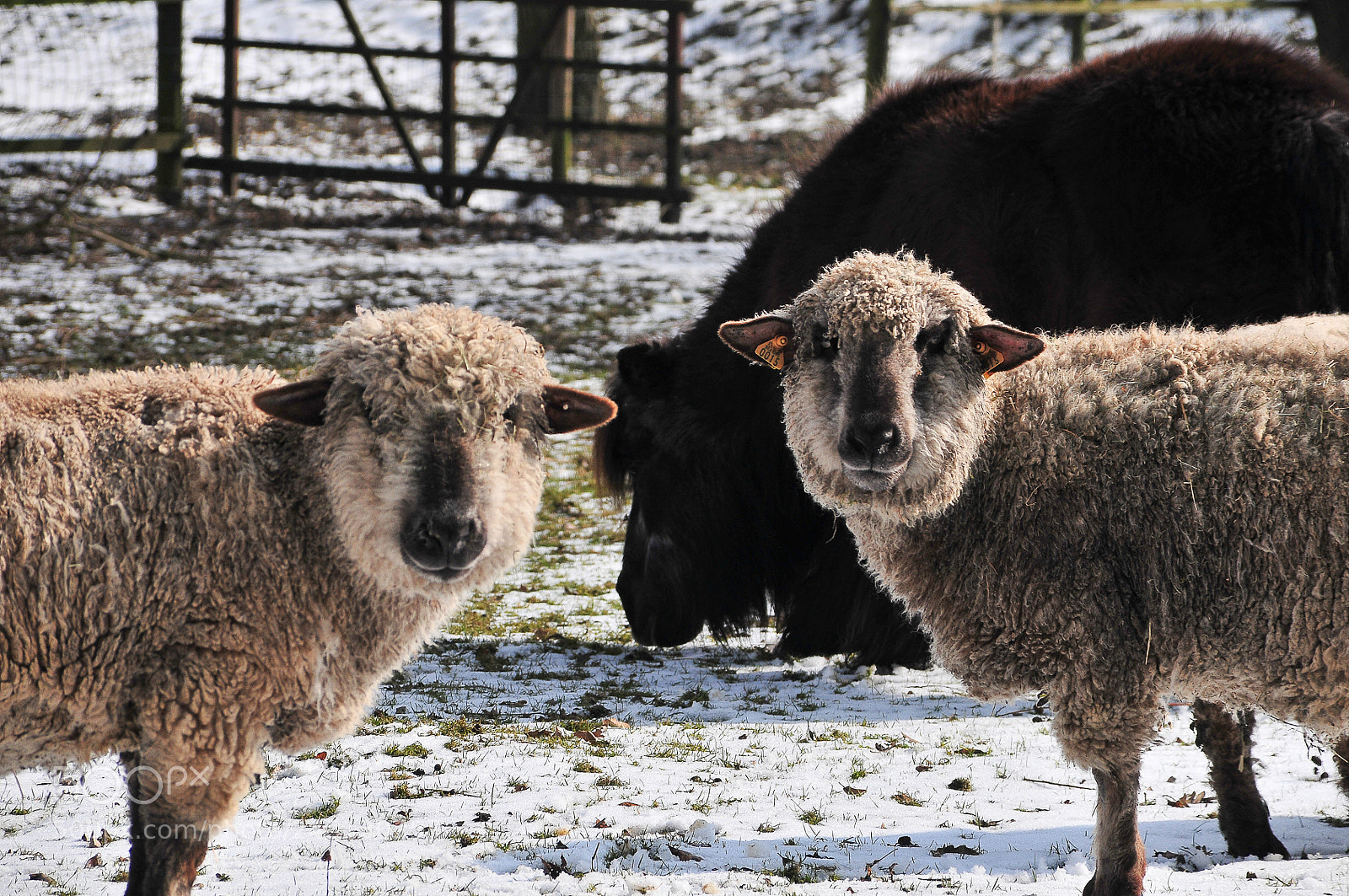 Nikon D300 sample photo. Curious sheep photography