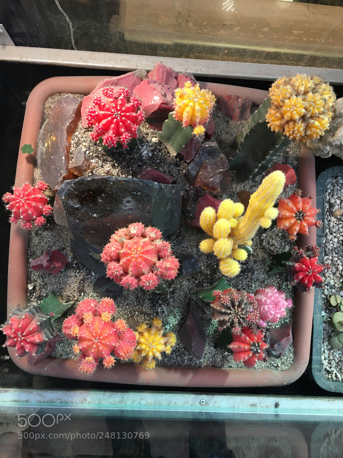 Apple iPhone 6s sample photo. Just bright cactuses ? photography
