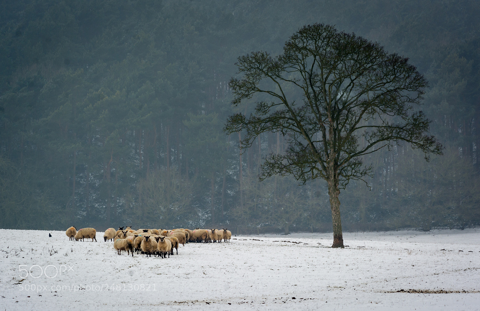 Nikon D7100 sample photo. Spring? photography