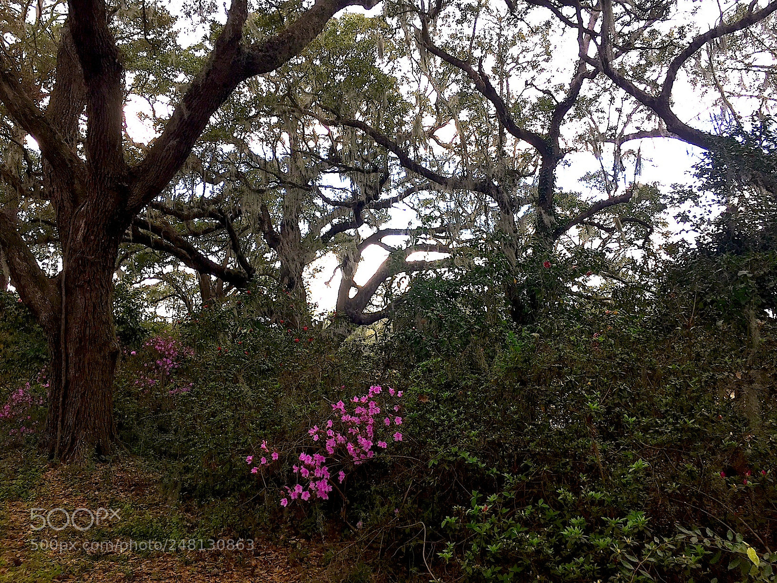 Apple iPhone 6 Plus sample photo. Live oaks and azaleas photography