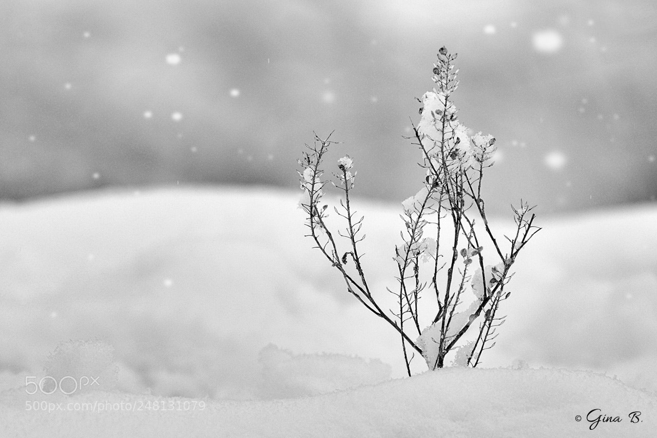 Nikon D300 sample photo. Winter haiku photography