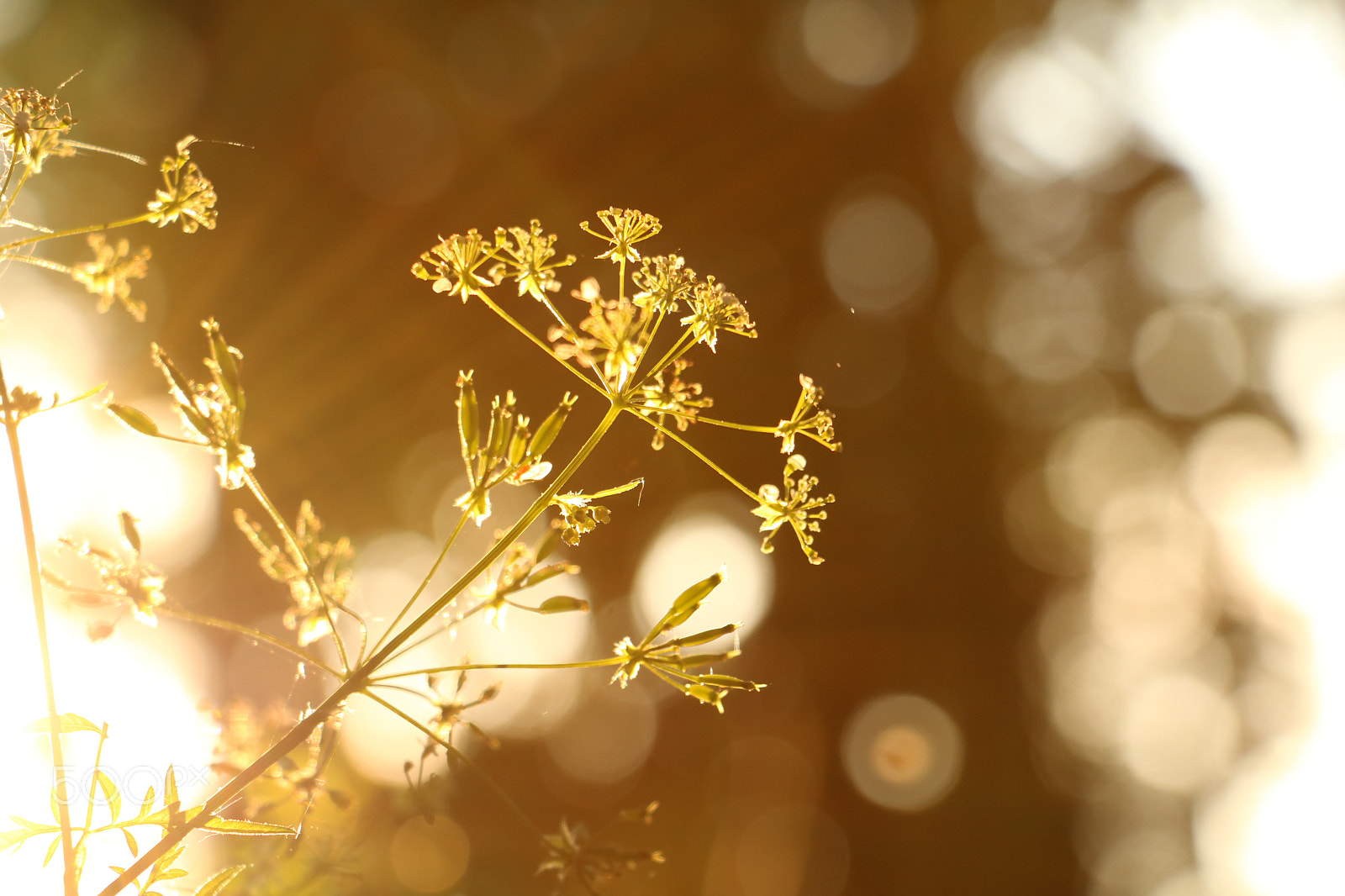 Canon EOS 760D (EOS Rebel T6s / EOS 8000D) sample photo. Evening walks photography