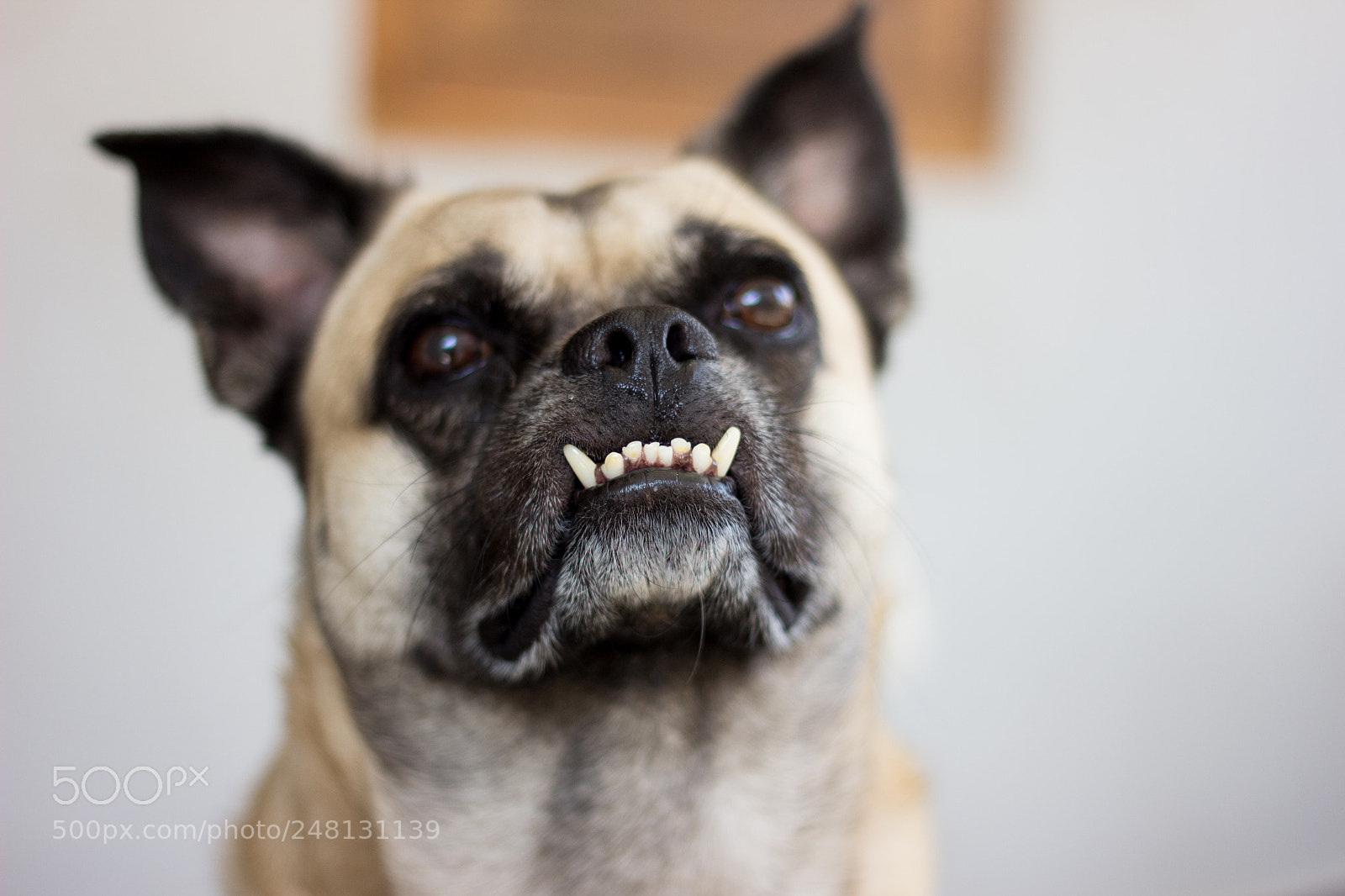 Canon EOS 600D (Rebel EOS T3i / EOS Kiss X5) sample photo. Bruno photography