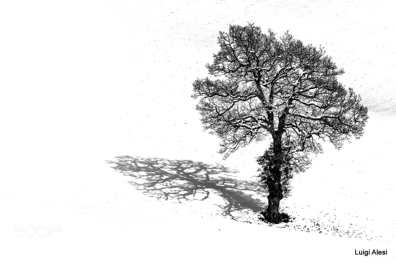 Nikon D7100 sample photo. Lonely tree photography