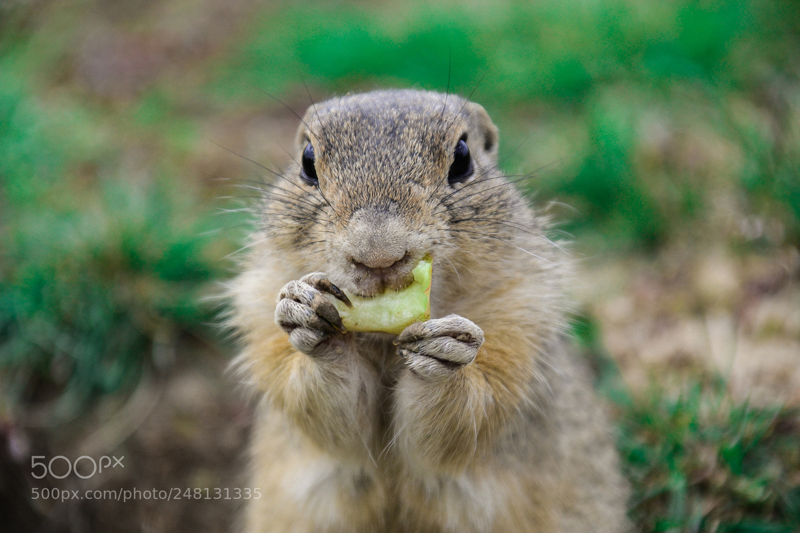 Nikon D3100 sample photo. Ground squirrel photography