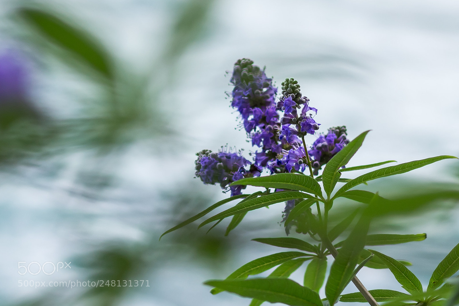 Canon EOS 100D (EOS Rebel SL1 / EOS Kiss X7) sample photo. Lavander close up photography