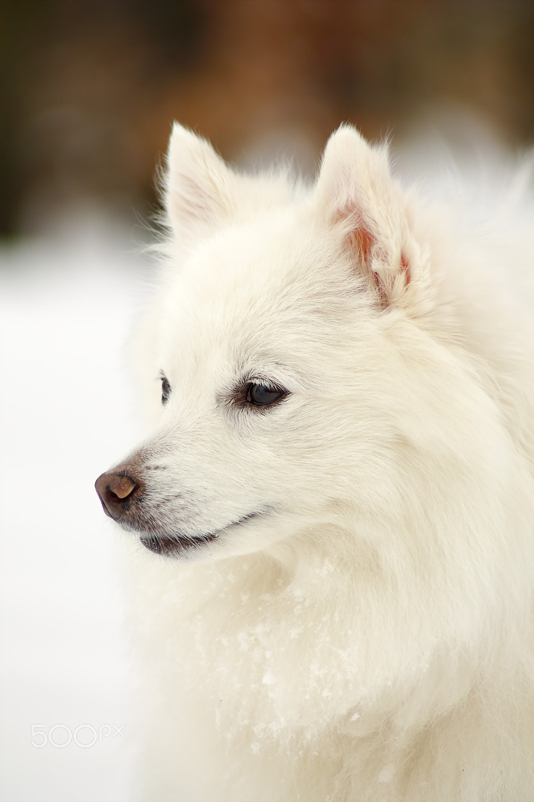Canon EOS 1100D (EOS Rebel T3 / EOS Kiss X50) sample photo. Snowdog portrait photography