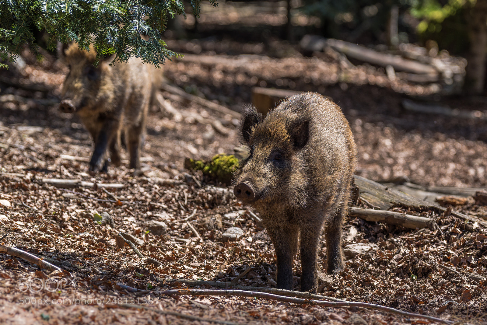 Pentax K-1 sample photo. Wildschwein photography
