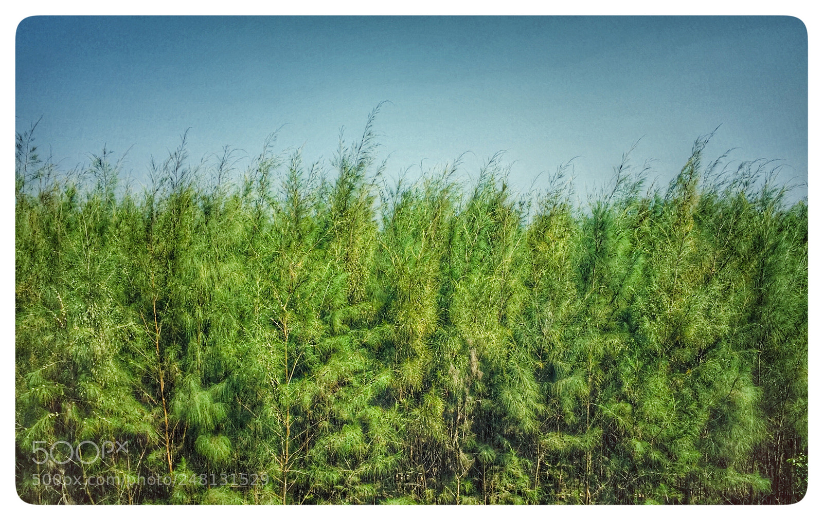 Apple iPhone 6 sample photo. Pine forest photography