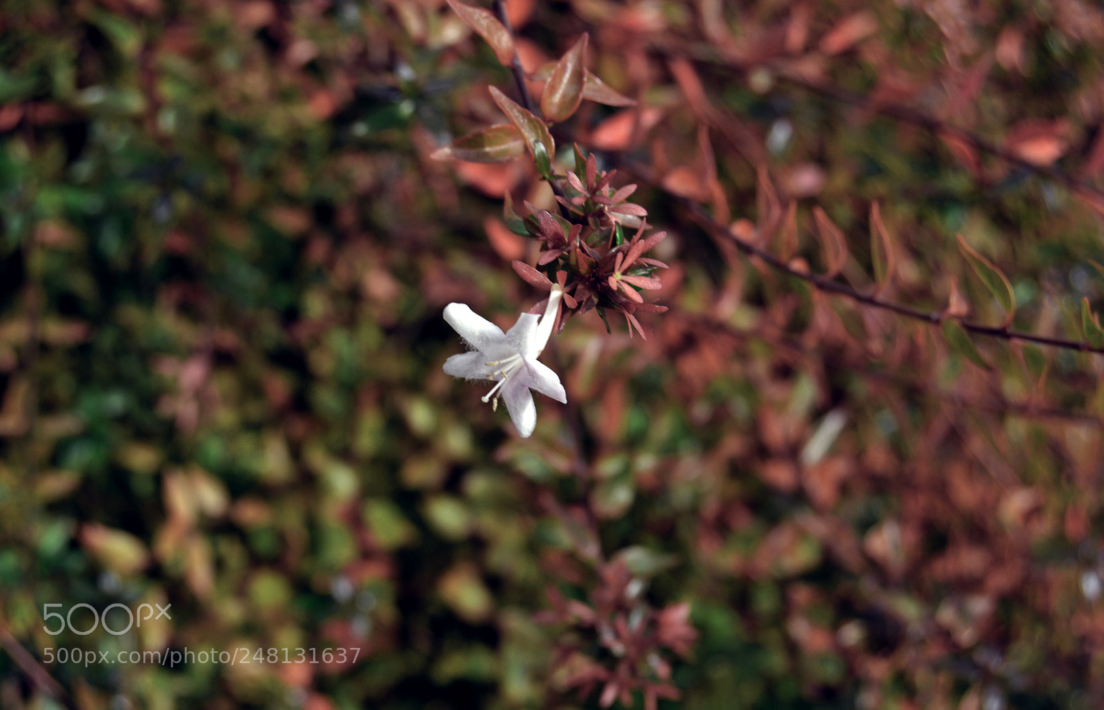 Nikon D3100 sample photo. Flor photography