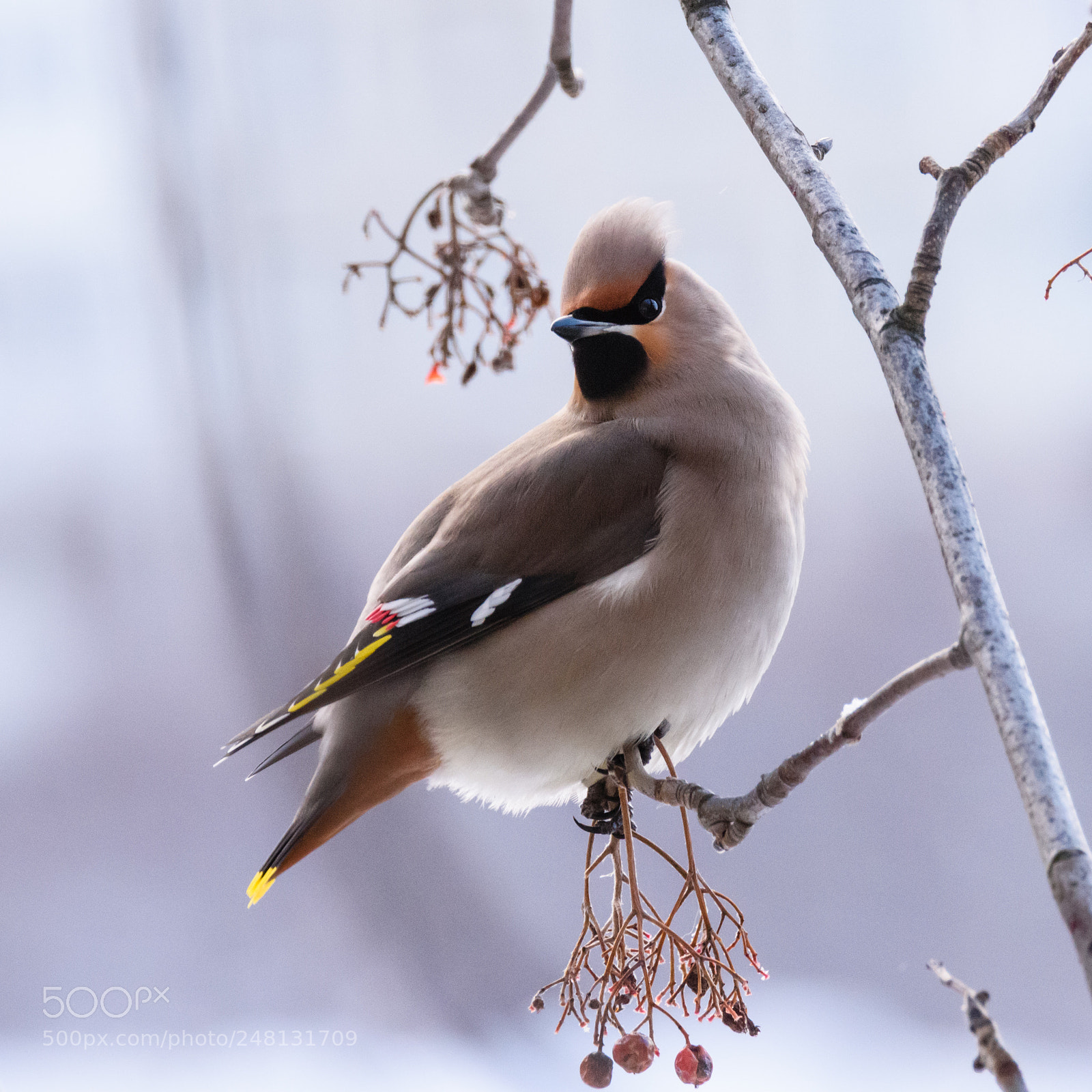 Nikon D810 sample photo. Waxwing photography
