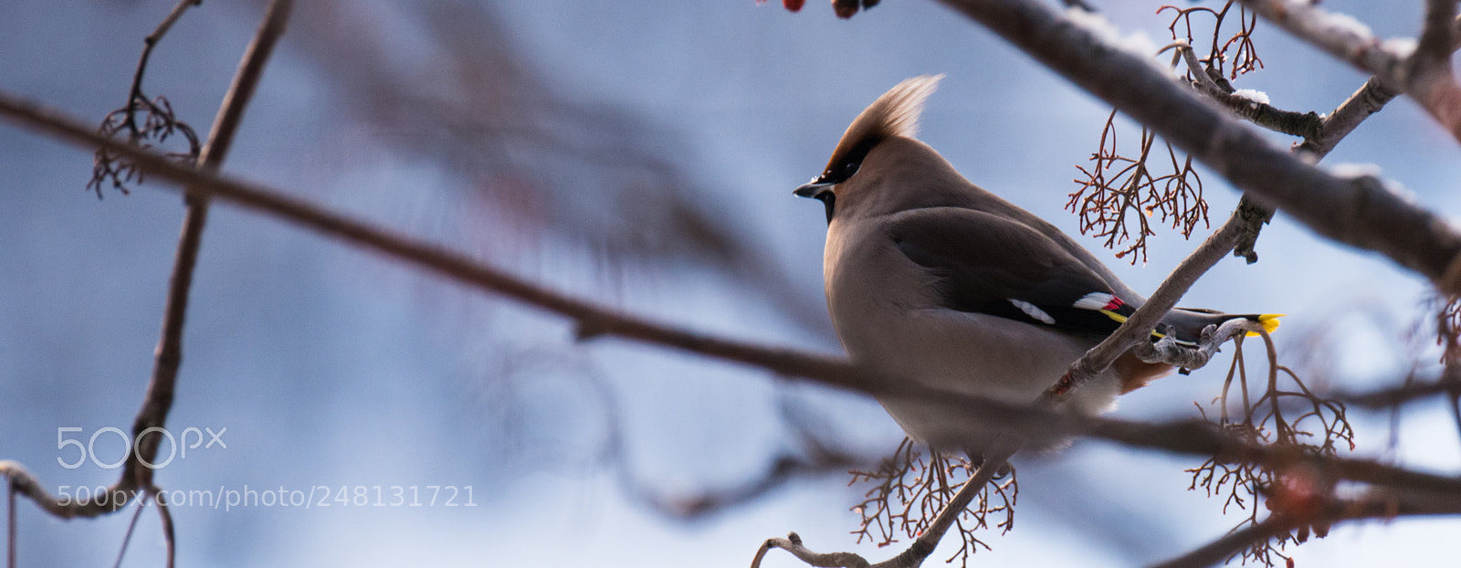 Nikon D810 sample photo. Waxwing photography
