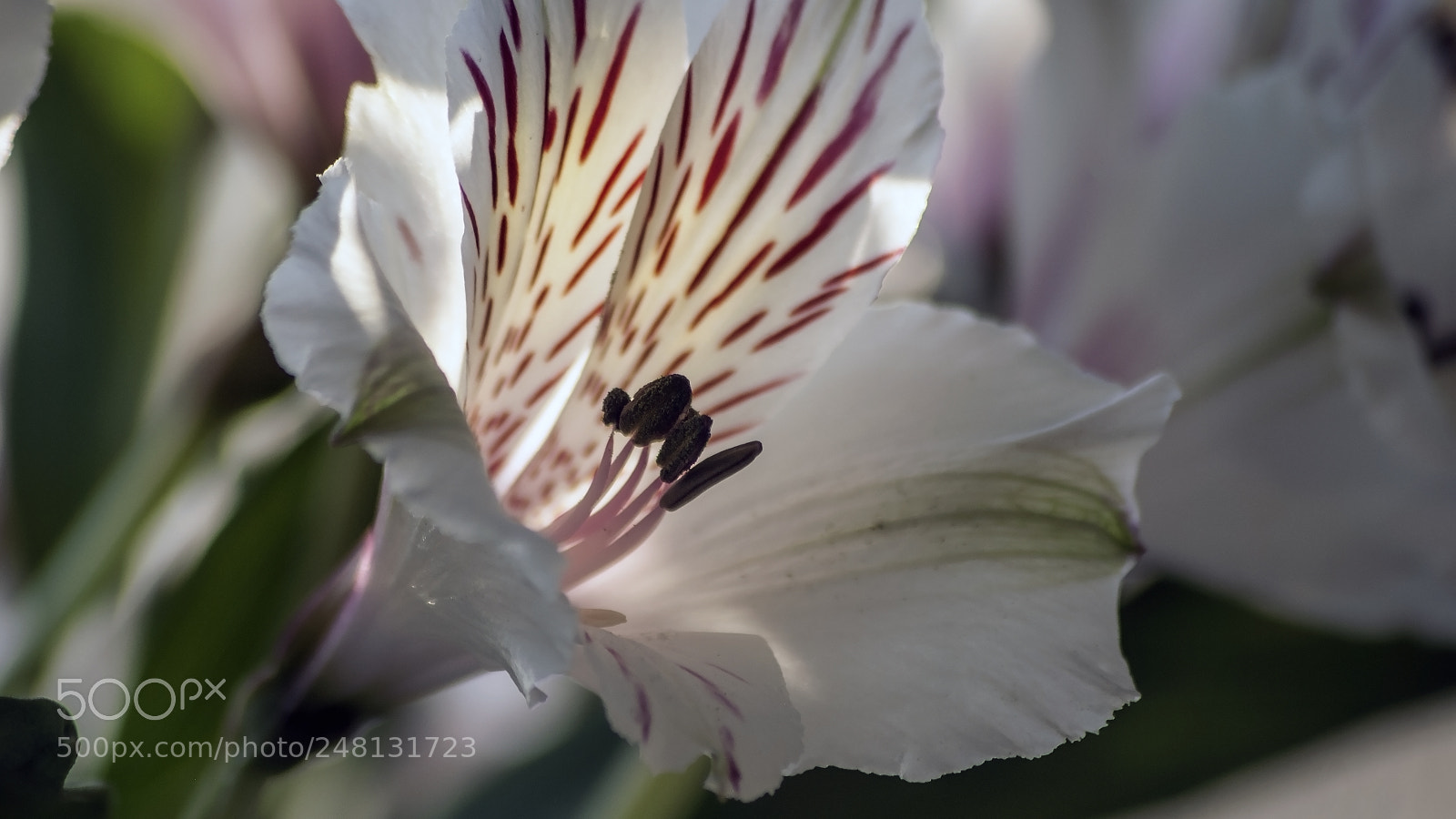Nikon D3000 sample photo. Pink photography